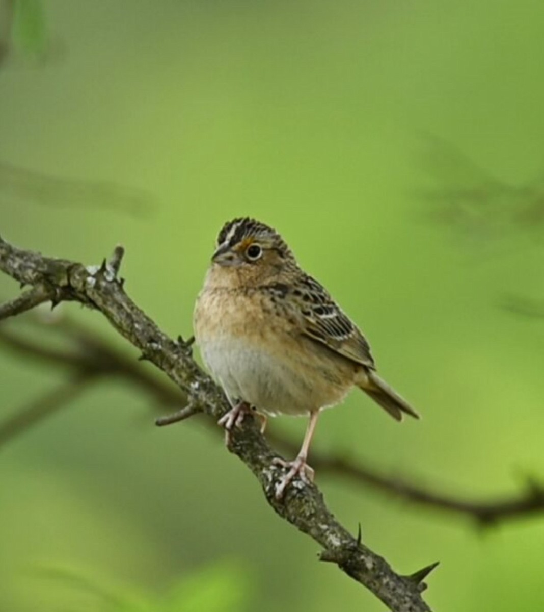 Grasshopper Sparrow - ML574984631