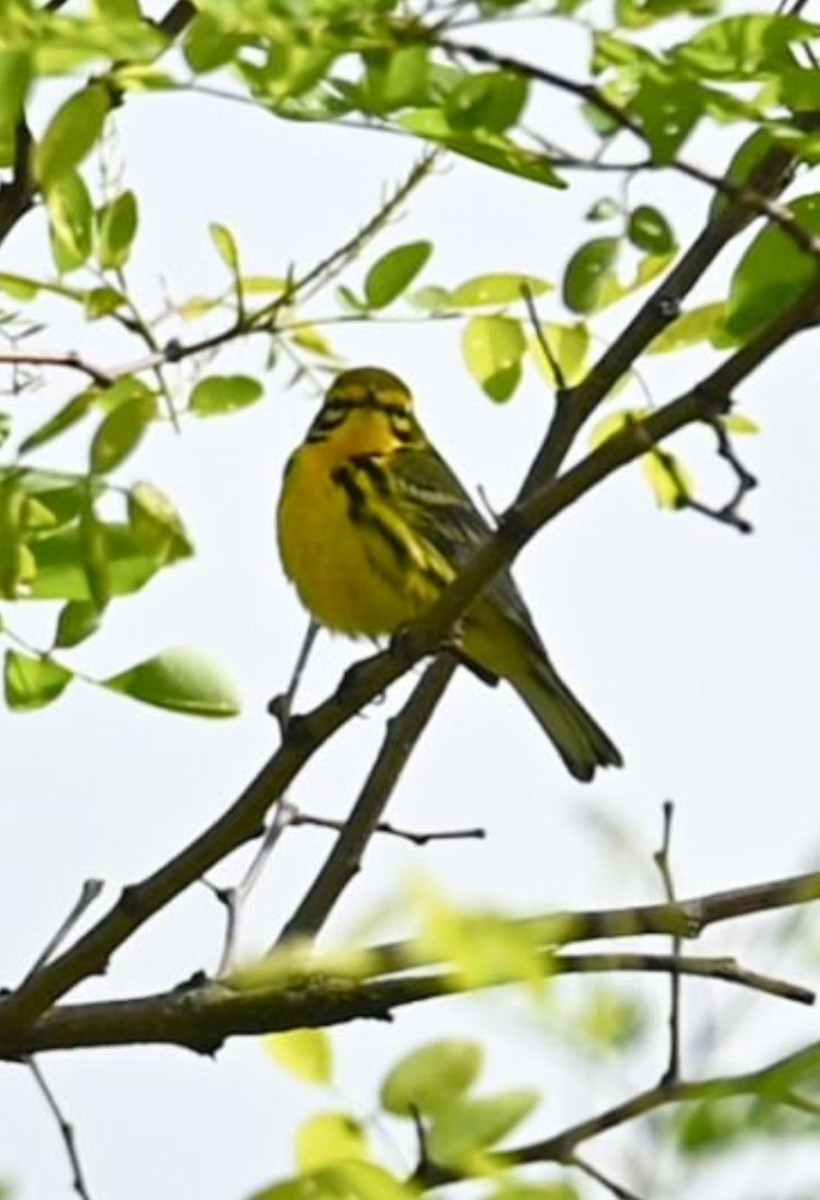 Prairie Warbler - ML574984851