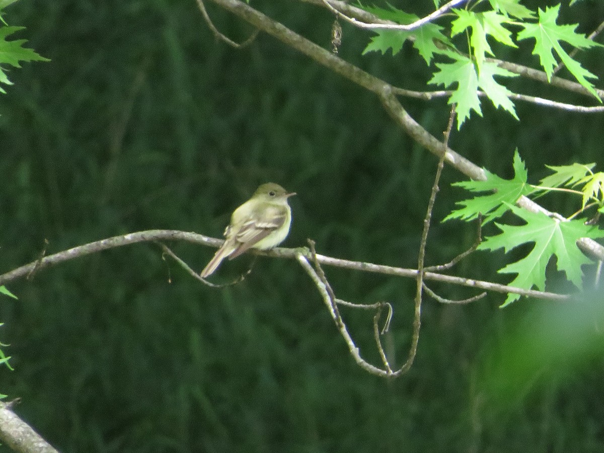 Acadian Flycatcher - Amy West