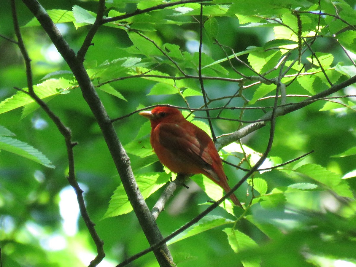 Summer Tanager - ML574986241