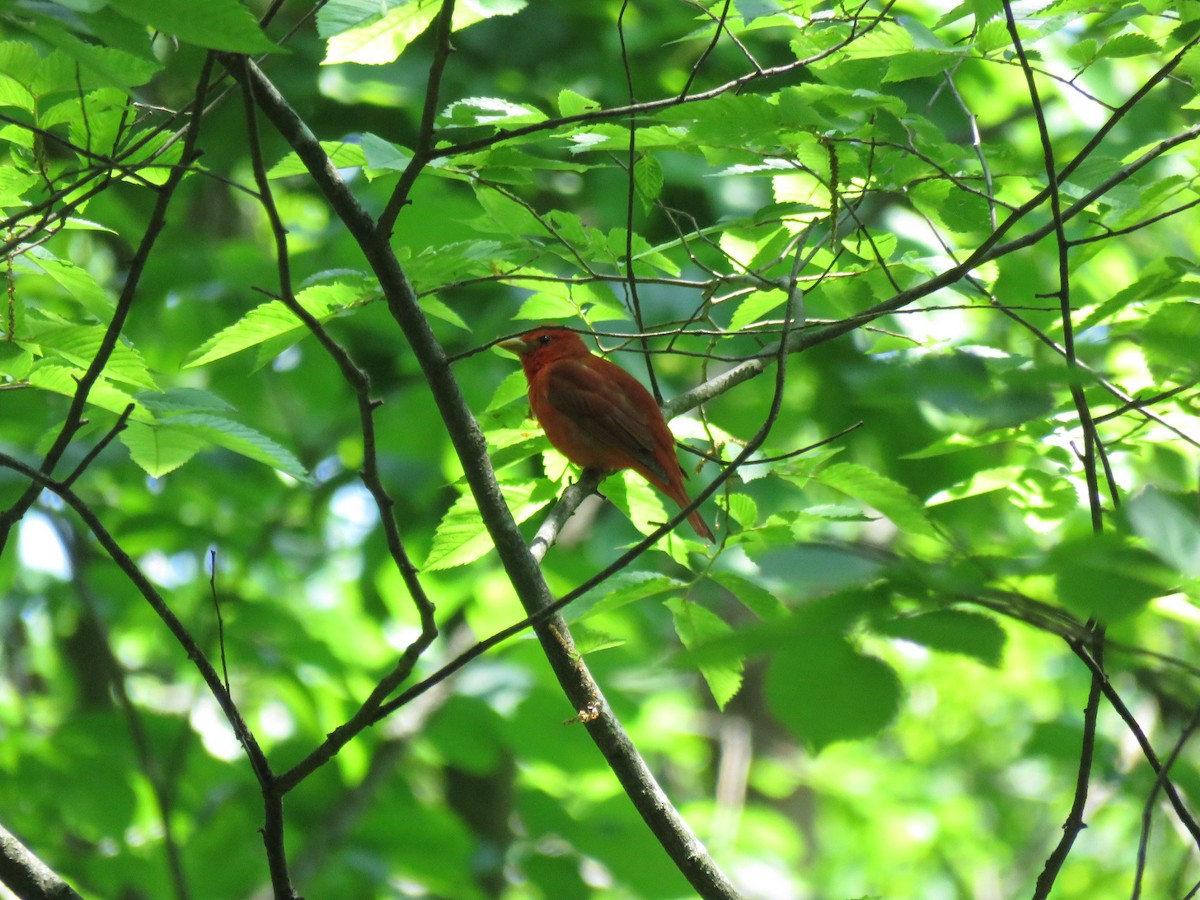 Summer Tanager - ML574986251