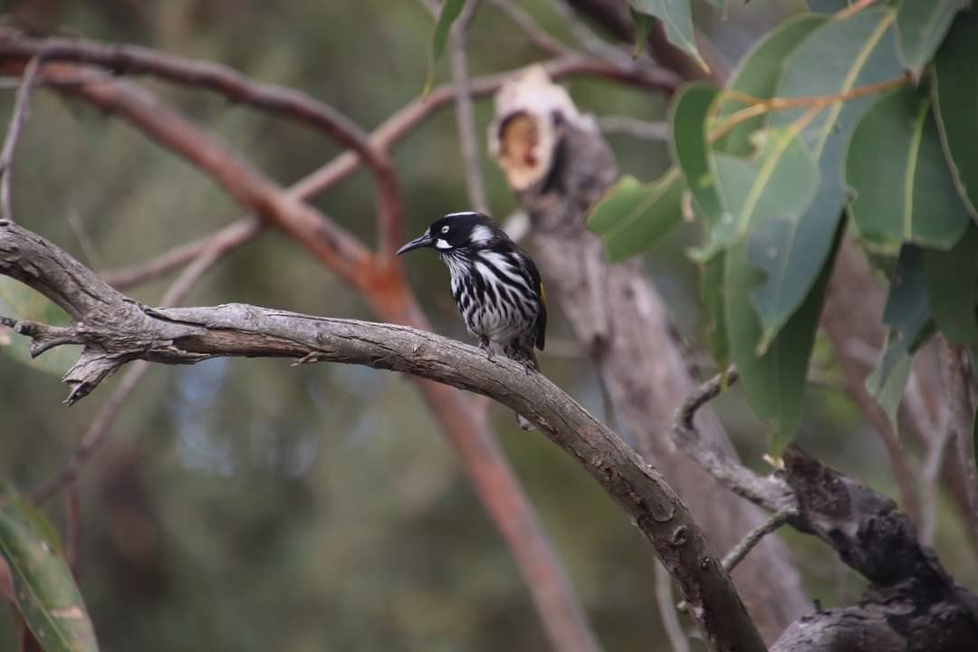 New Holland Honeyeater - ML574986771