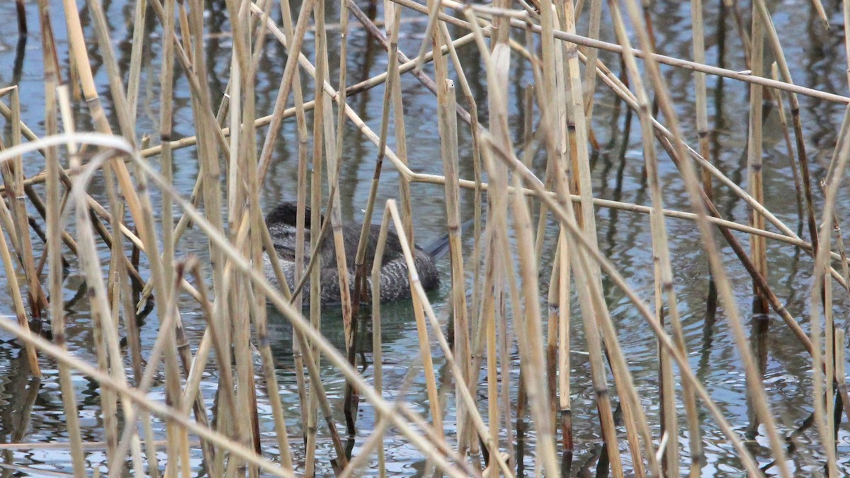 Ruddy Duck - ML57498721