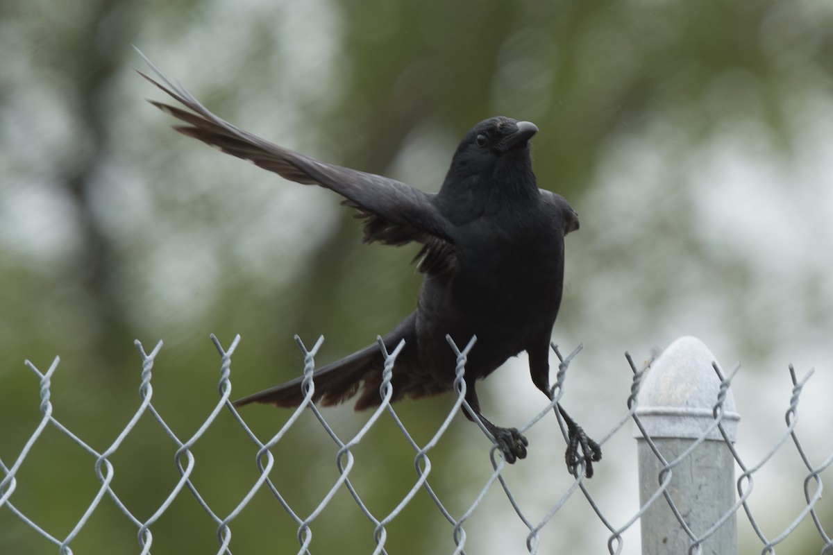 American Crow - ML574988391