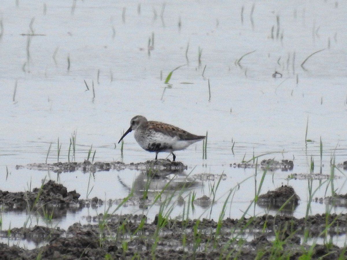 Dunlin - ML574988421