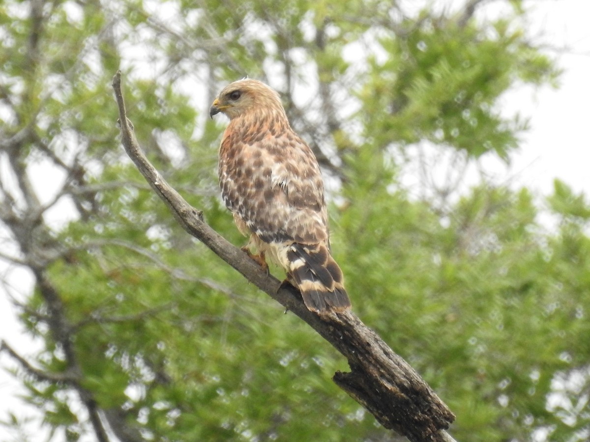 Red-shouldered Hawk - ML574988631