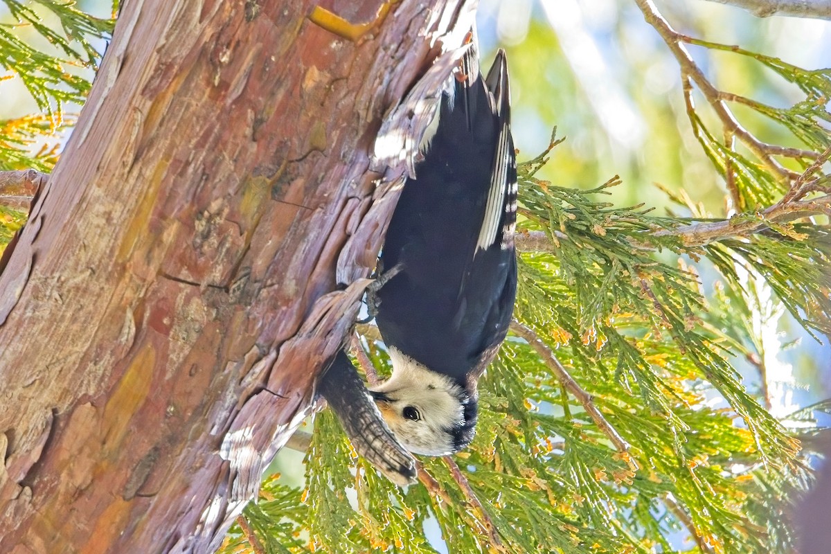 White-headed Woodpecker - ML574988861