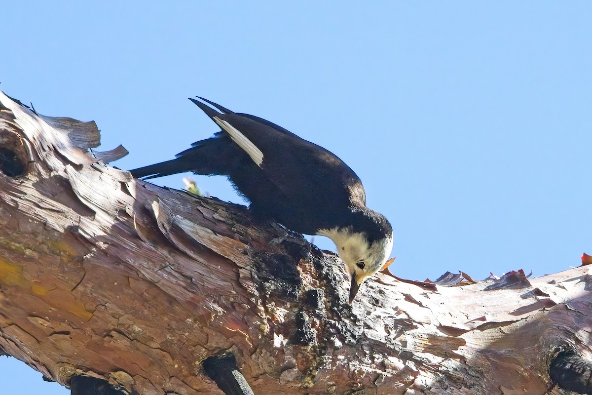 White-headed Woodpecker - ML574988871