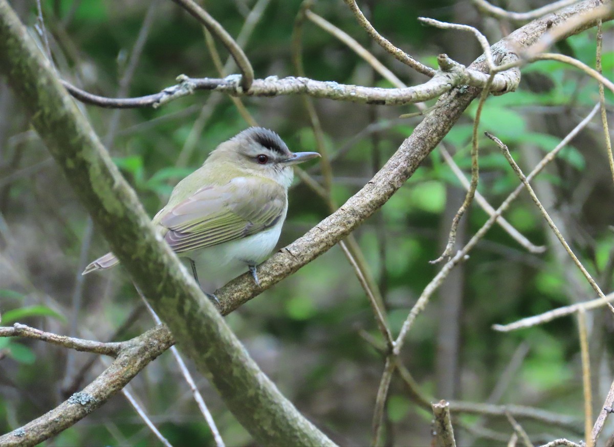 Kızıl Gözlü Vireo - ML574989091