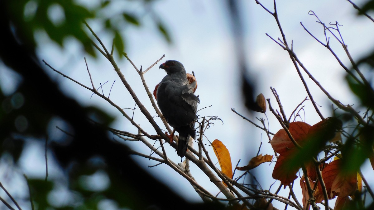 Plumbeous Hawk - ML574989341