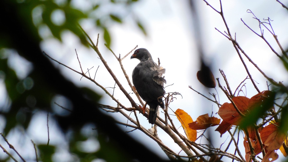 Plumbeous Hawk - ML574989351