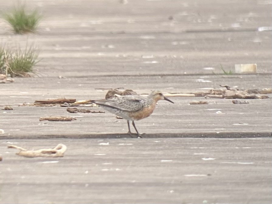 Red Knot - Deborah Dohne