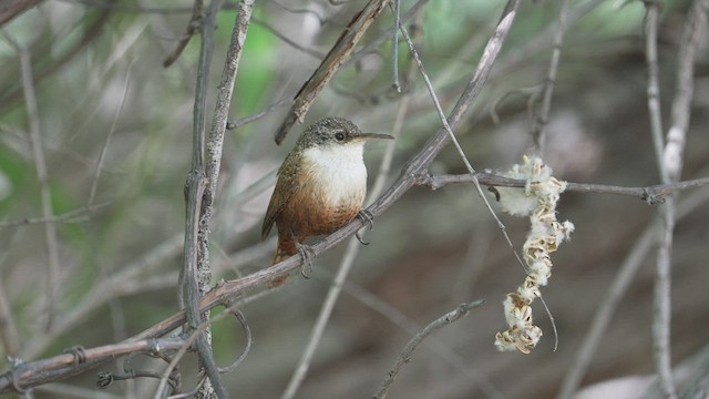 Canyon Wren - ML574990171