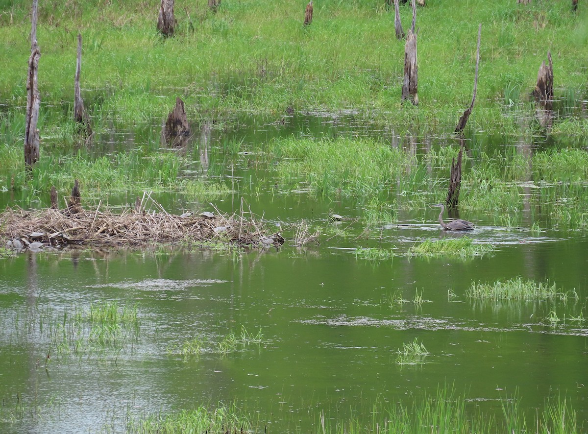 Great Blue Heron - ML574990721