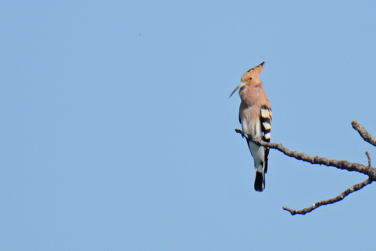 Eurasian Hoopoe - ML574990931