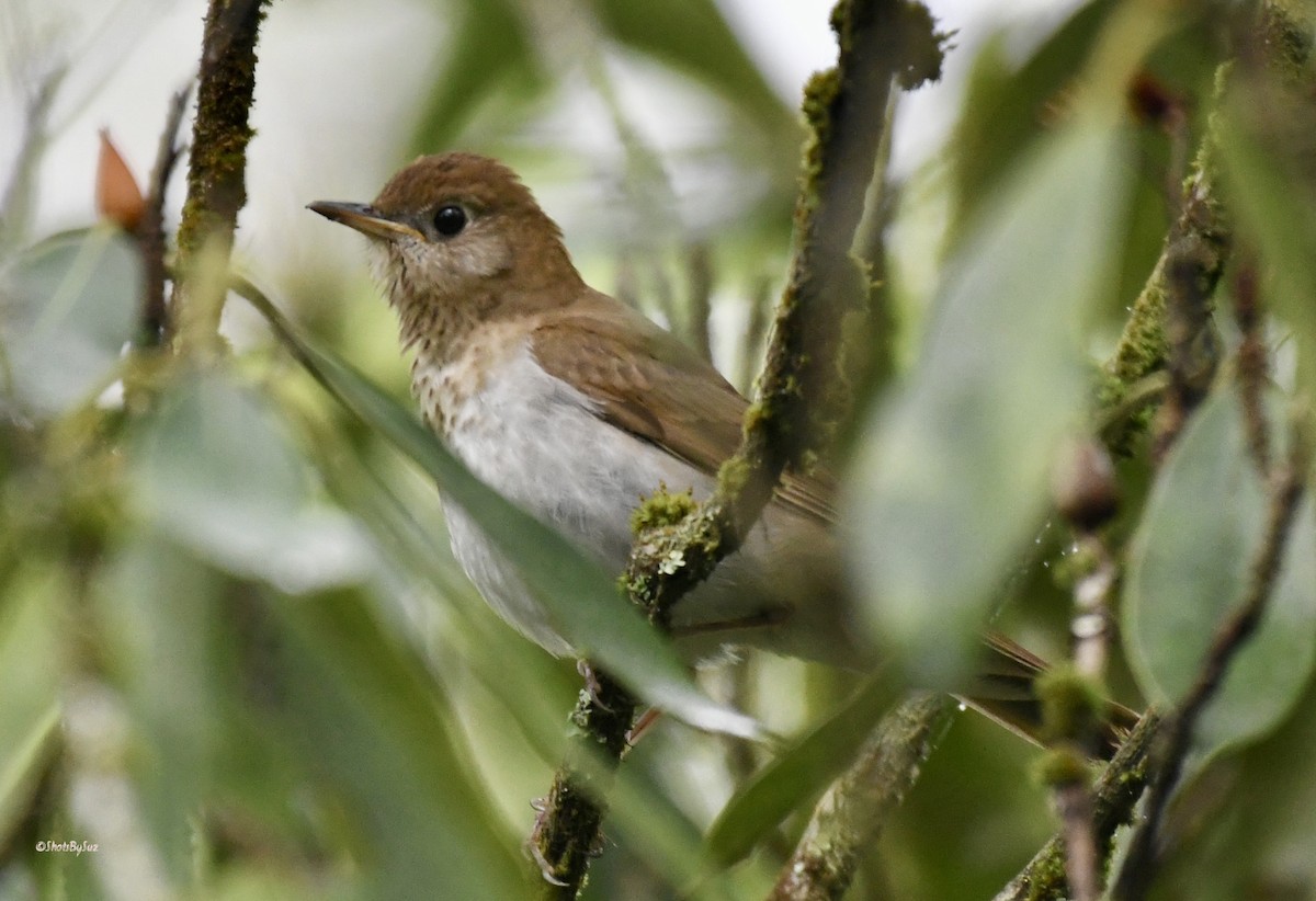 Veery - ML574991921