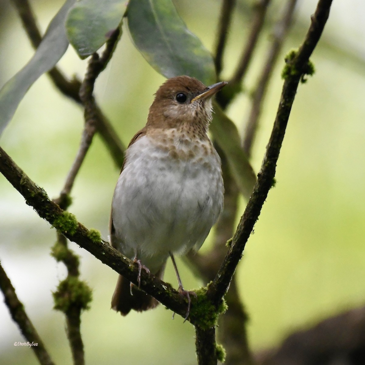 Veery - ML574991931