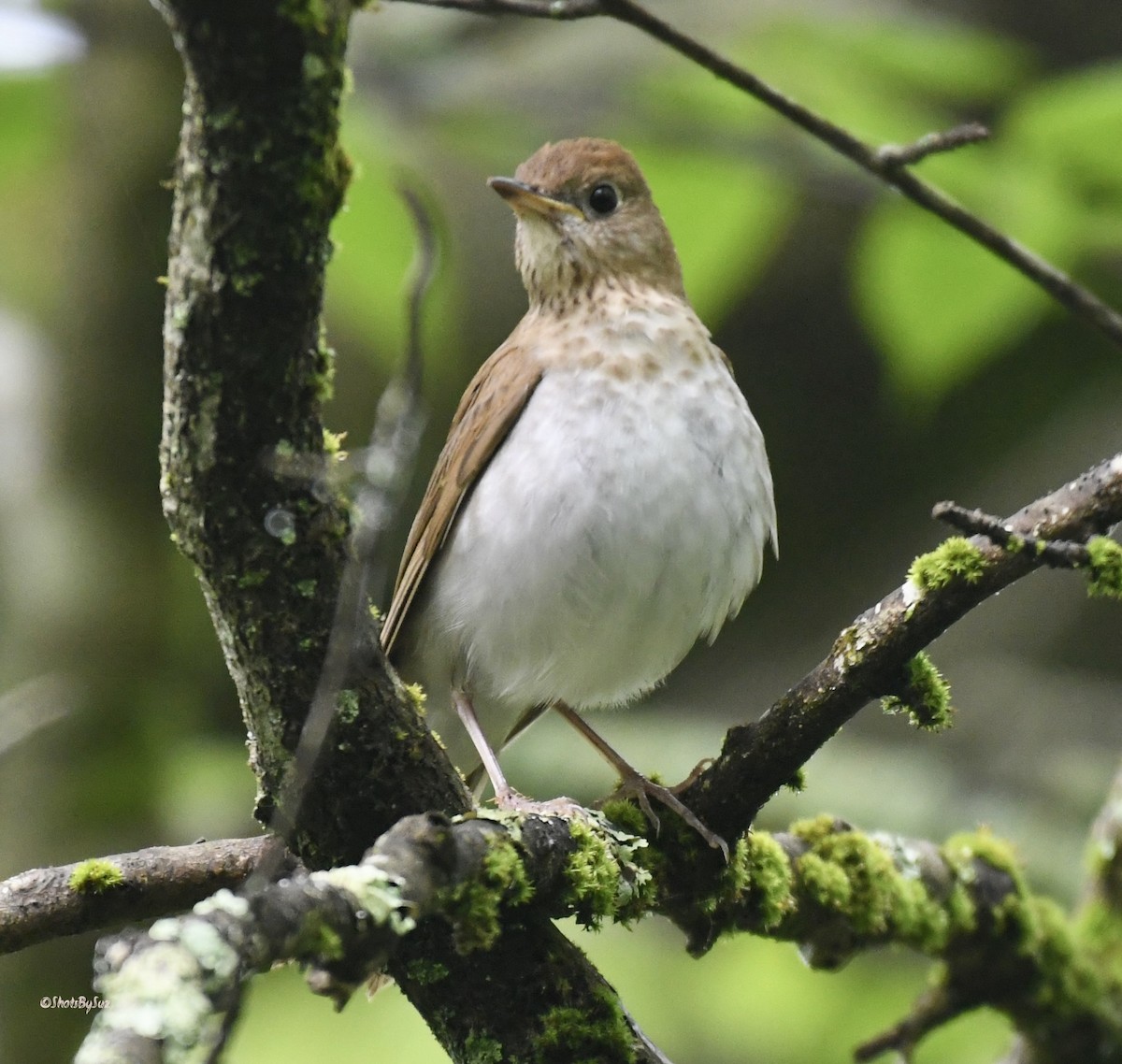 Veery - ML574991941