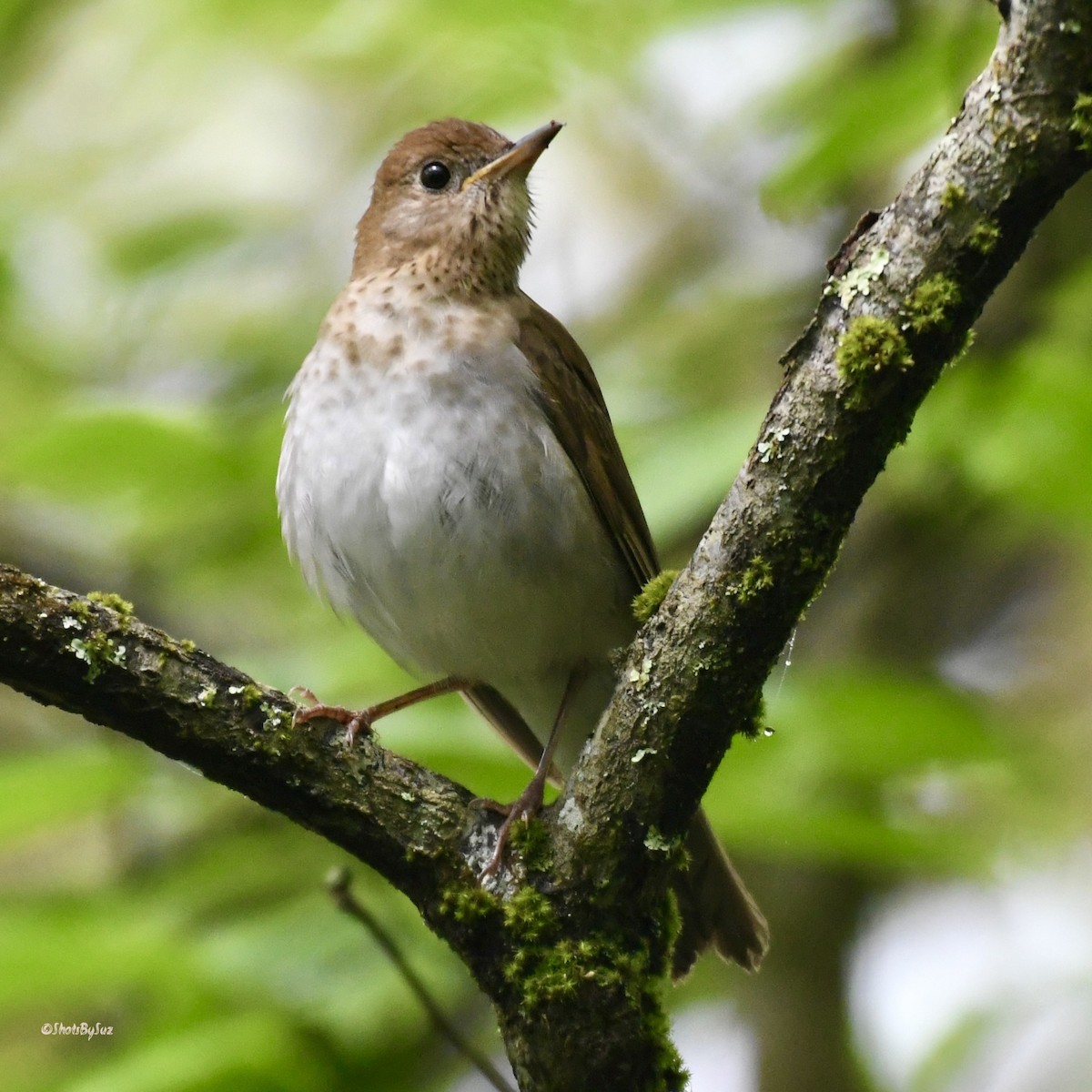 Veery - ML574991951