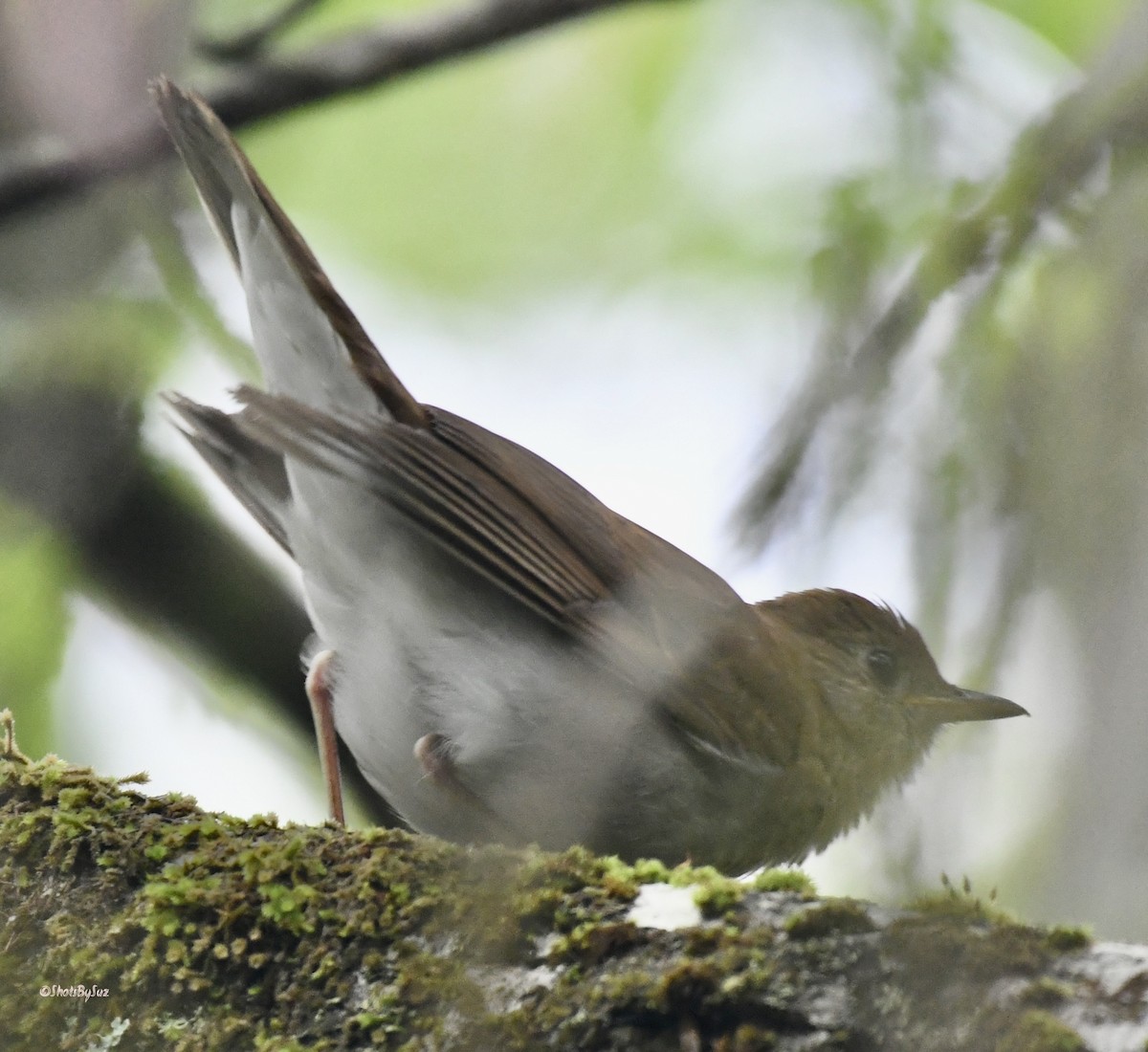 Veery - ML574991971