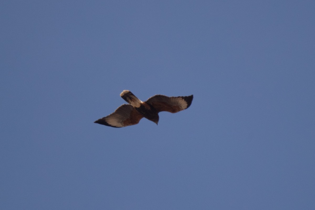 Harris's Hawk - ML574992151