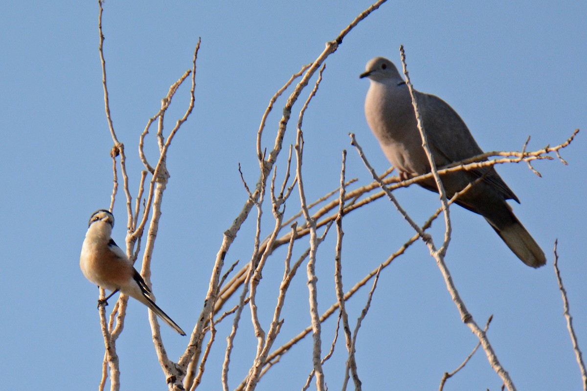 Masked Shrike - ML574992171