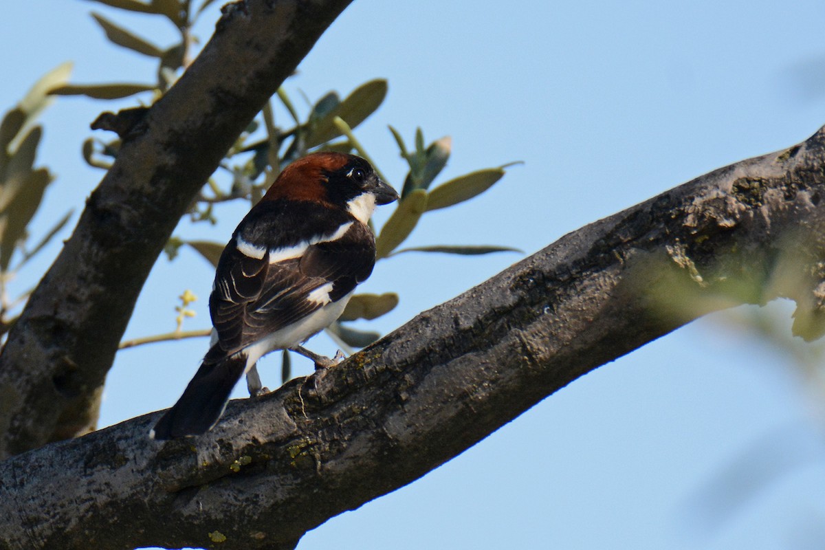 Woodchat Shrike - ML574992271