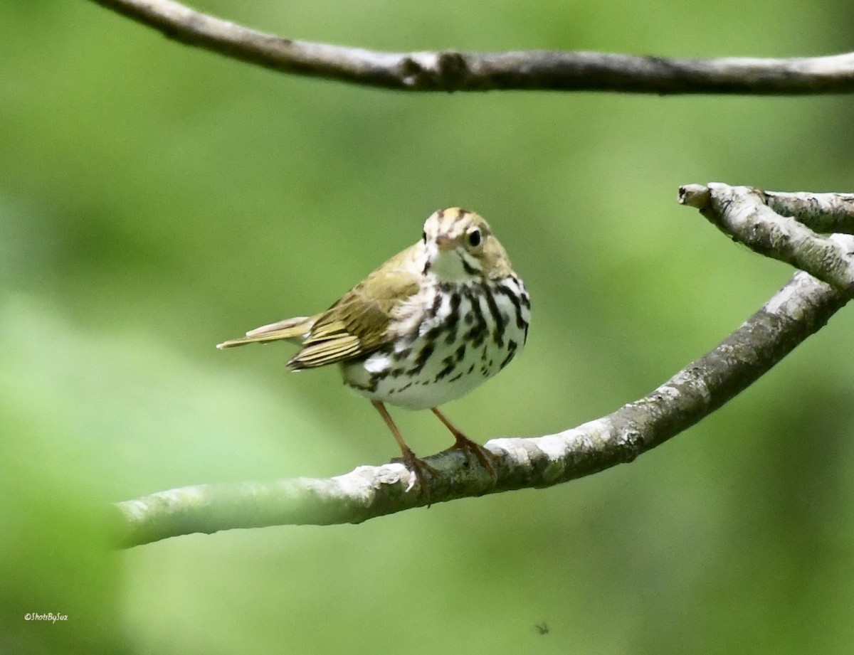 Ovenbird - ML574992591