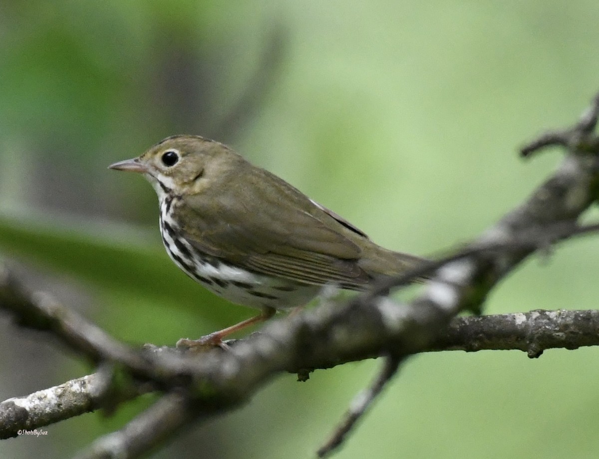 カマドムシクイ - ML574992621