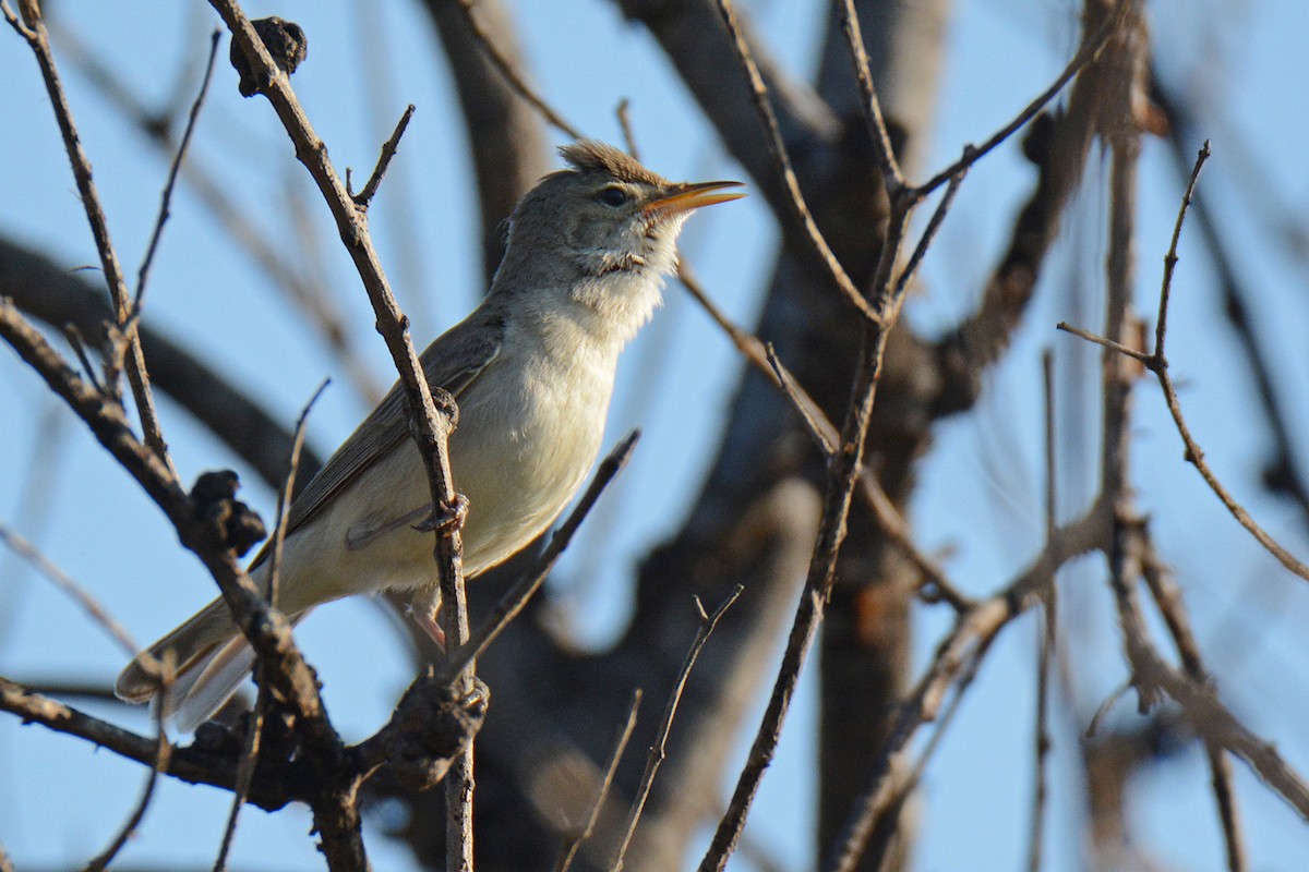 Eastern Olivaceous Warbler - ML574992681