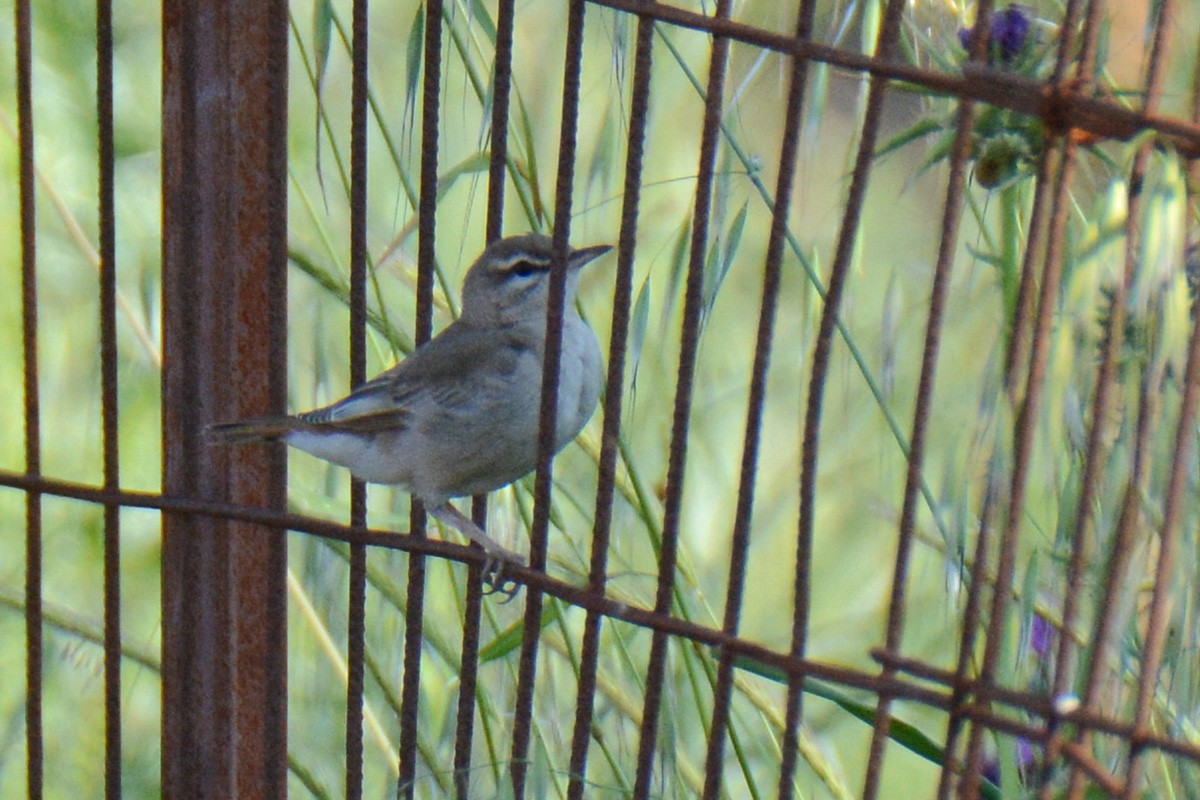 Rufous-tailed Scrub-Robin - ML574993181