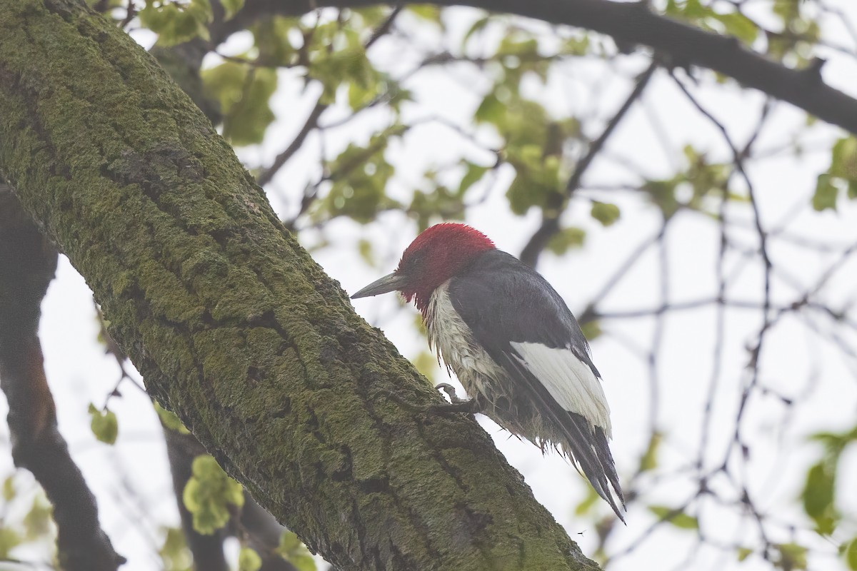 Red-headed Woodpecker - Brian Stahls