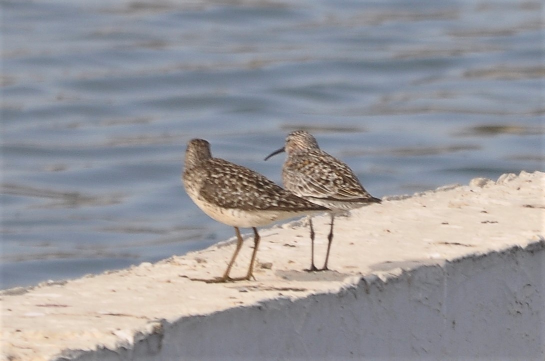 Curlew Sandpiper - Jorge  Safara