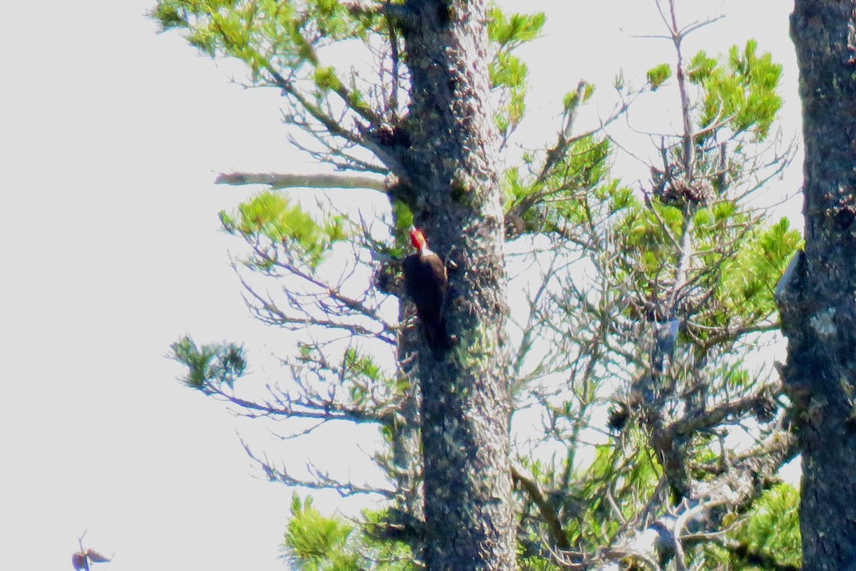 Pileated Woodpecker - ML574994991