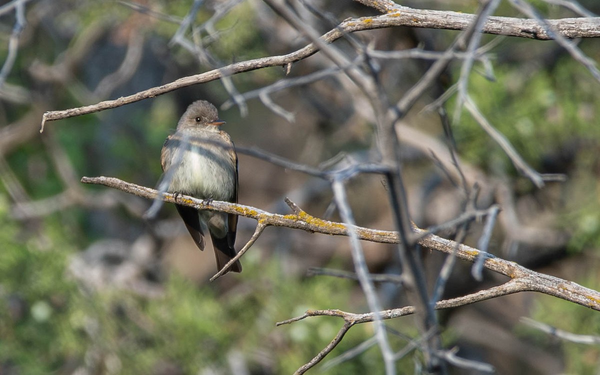 Western Wood-Pewee - ML574995171