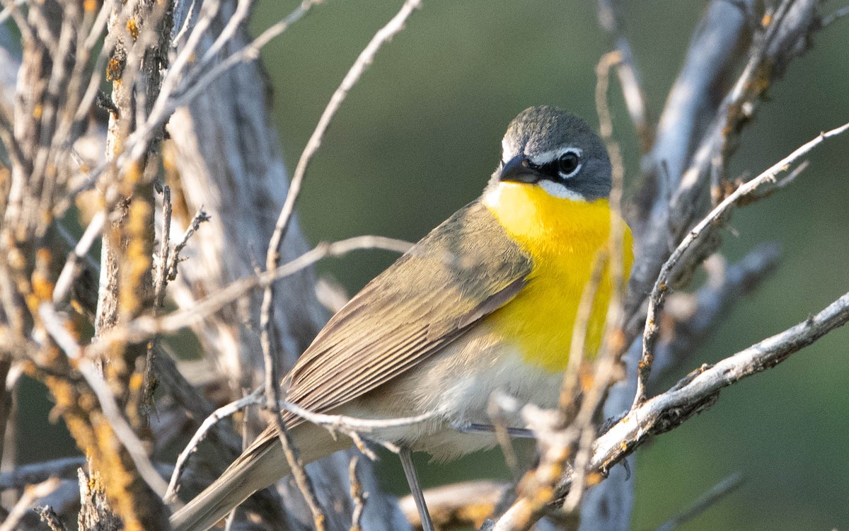 Yellow-breasted Chat - ML574995301