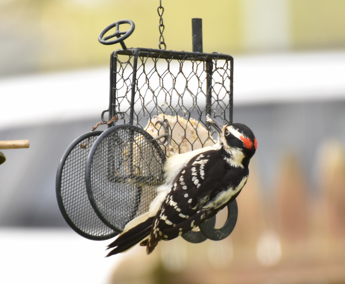 Hairy Woodpecker - ML57499601