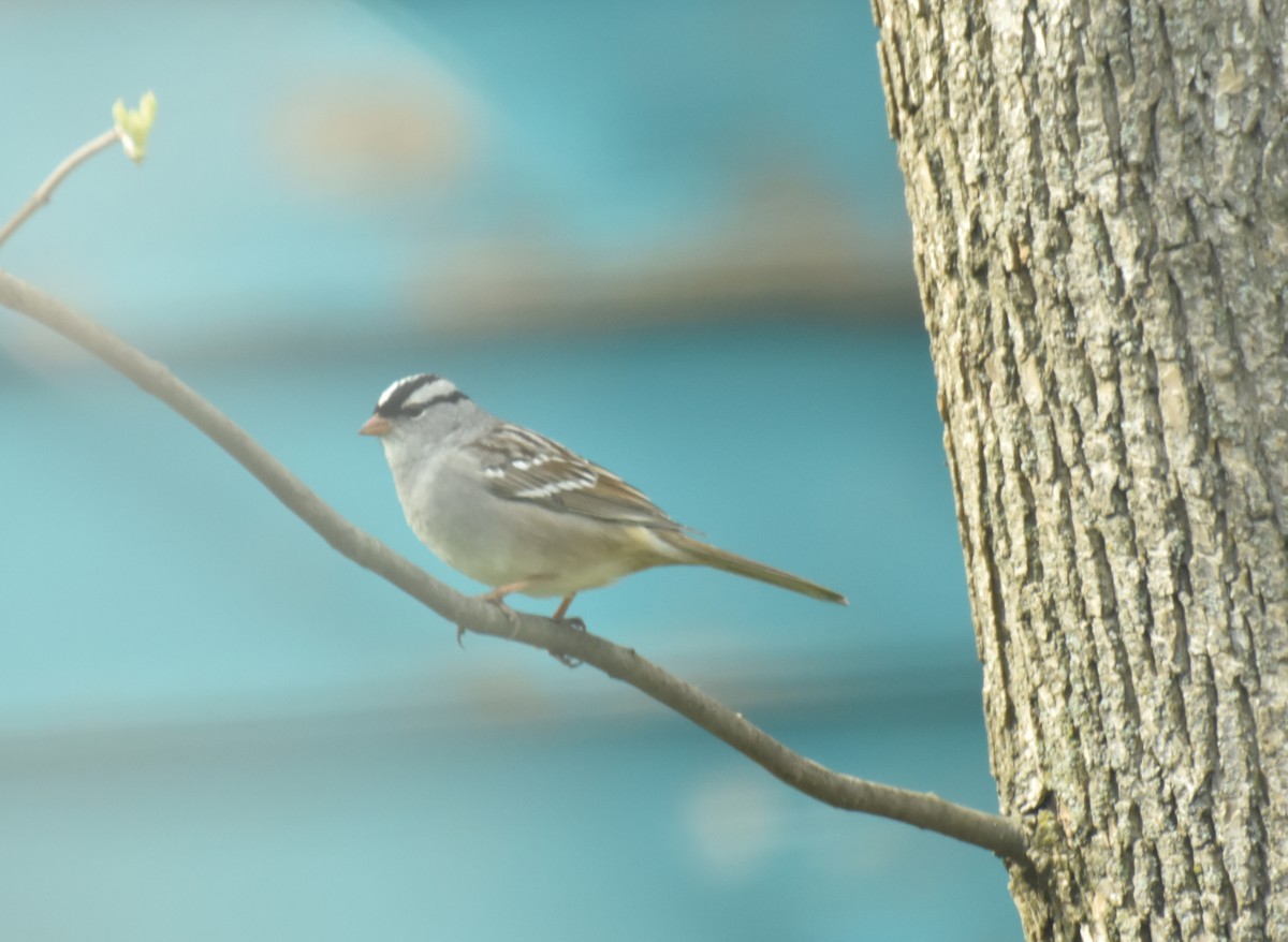 White-crowned Sparrow - ML57499631