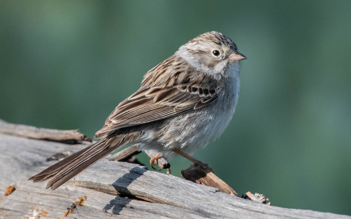 Brewer's Sparrow - ML574996341