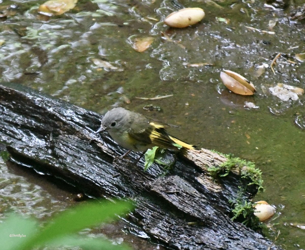 Rotschwanz-Waldsänger - ML574996481