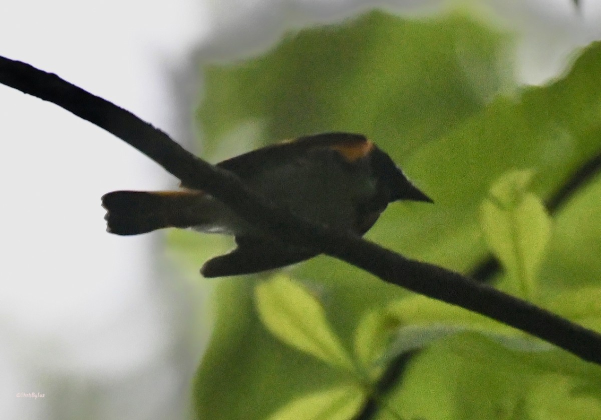 American Redstart - Suzanne Zuckerman