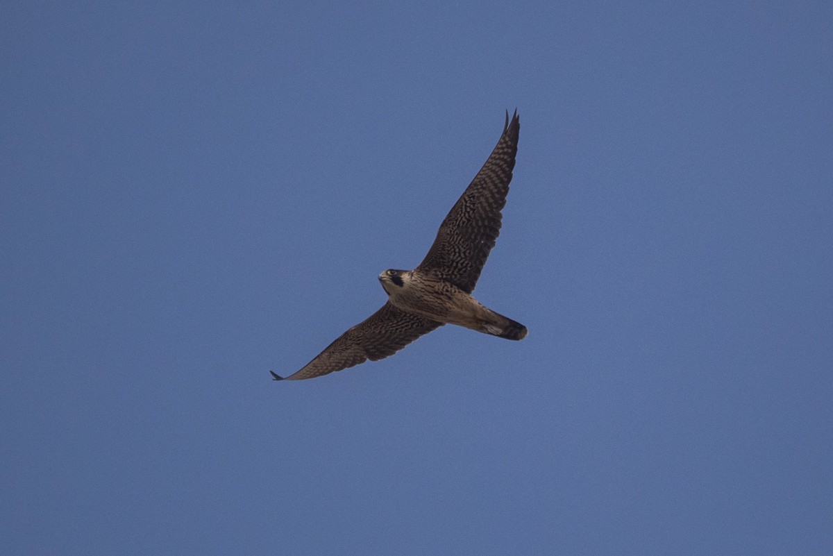 Peregrine Falcon - Eduardo Minte