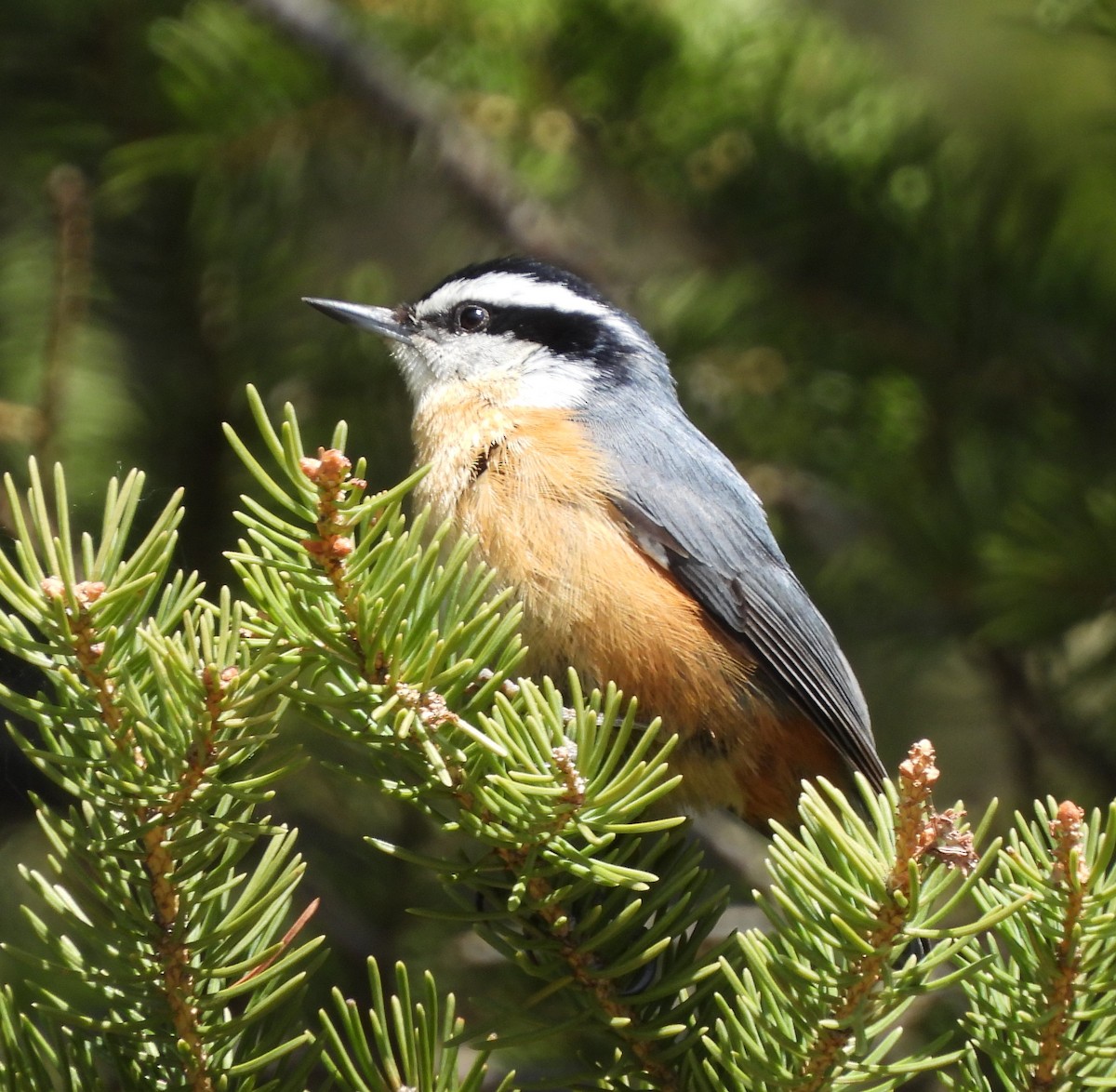 Red-breasted Nuthatch - ML574997951
