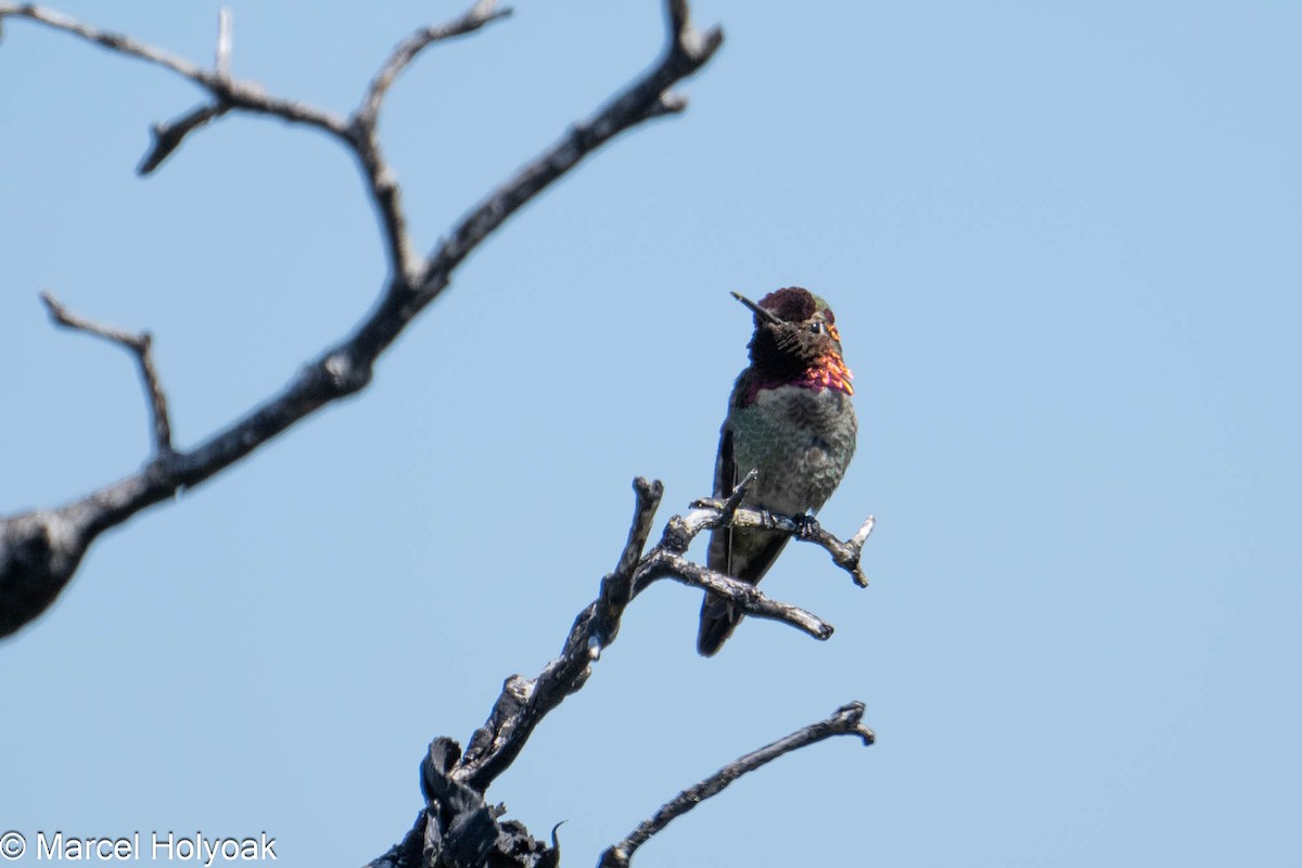 Anna's Hummingbird - ML574998511