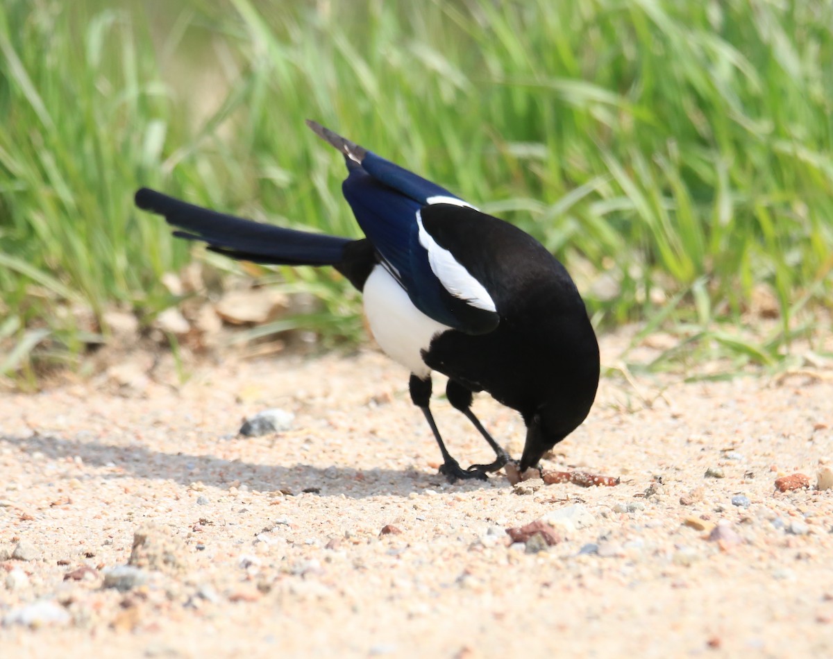 Black-billed Magpie - ML574998731