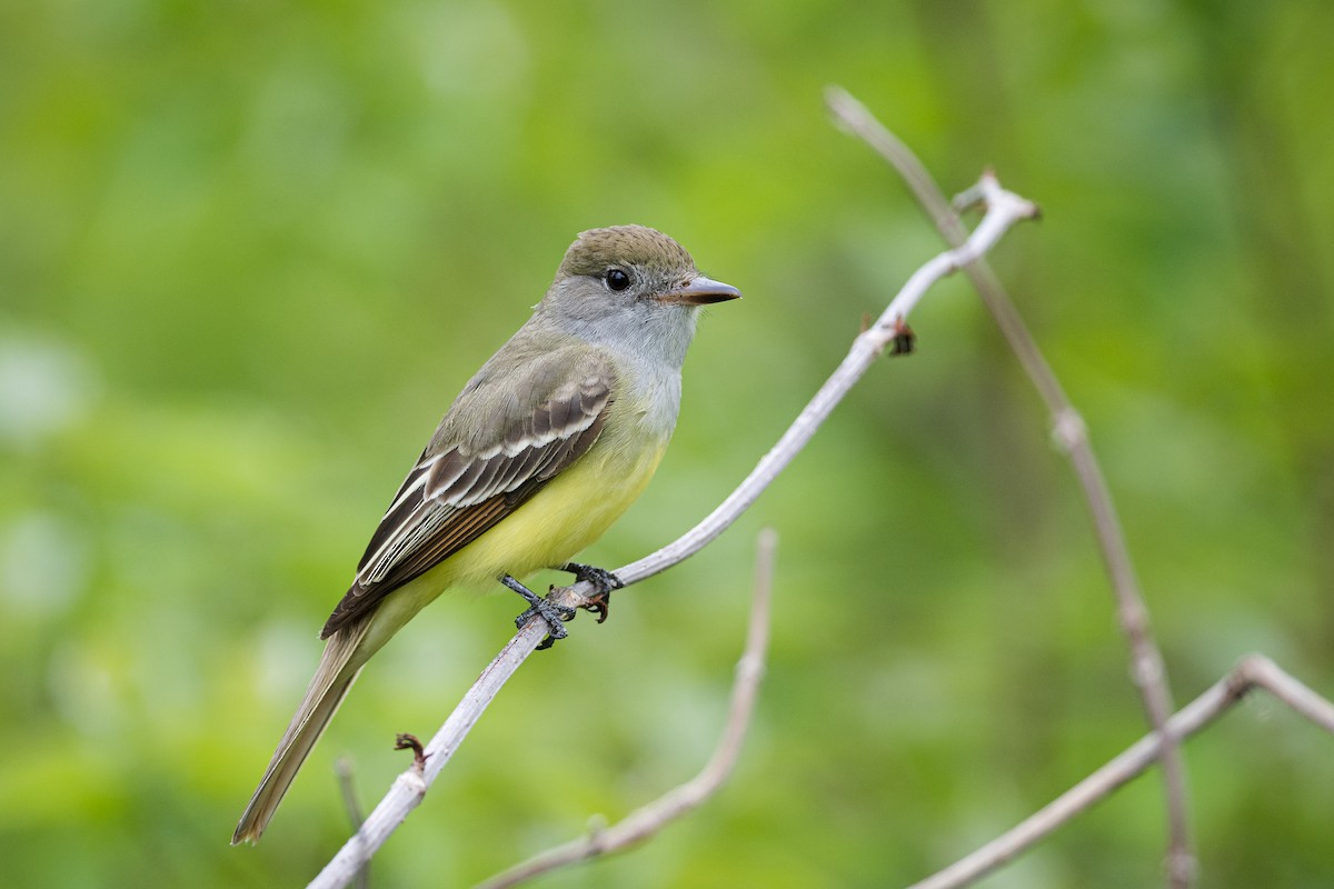 Great Crested Flycatcher - Ryan Shean