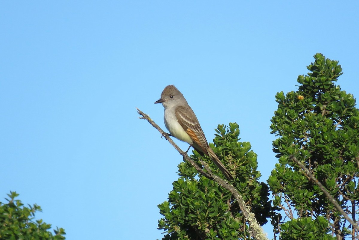 Ash-throated Flycatcher - ML574999061
