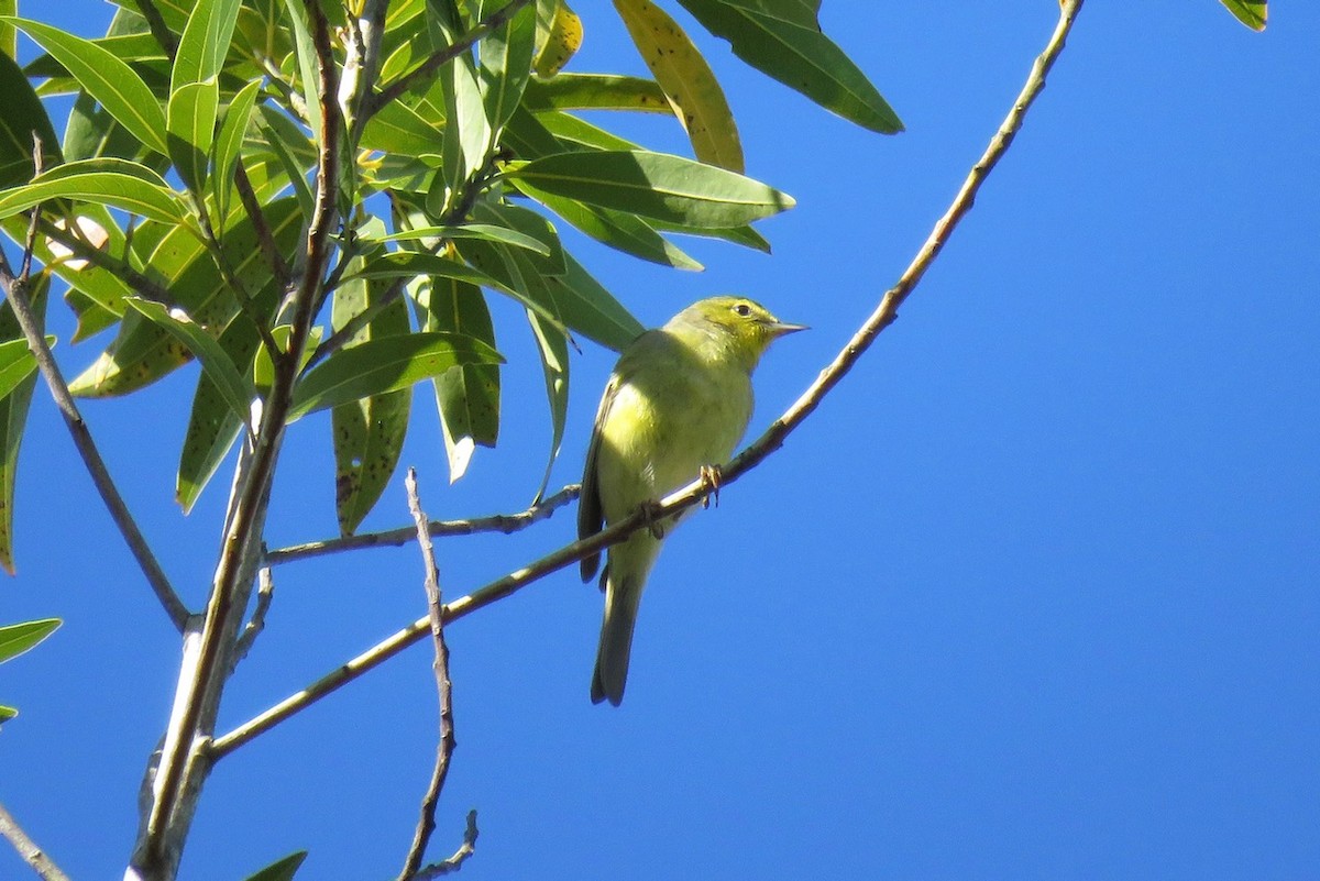 Orange-crowned Warbler - ML574999111