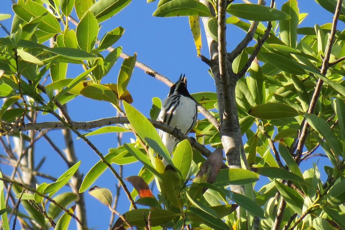 Black-throated Gray Warbler - ML574999181