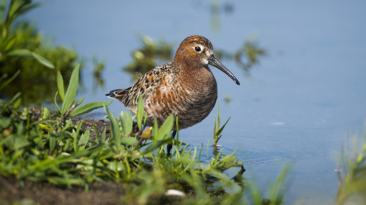 Curlew Sandpiper - ML574999251